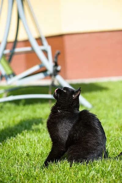 緑の芝生の上に黒猫 — ストック写真