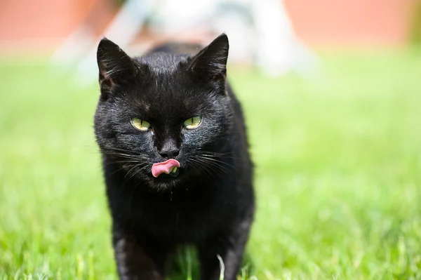 Yeşil çimenlerin üzerinde kara kedi — Stok fotoğraf