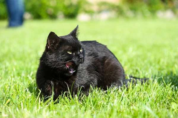 Черный кот на зеленой траве — стоковое фото