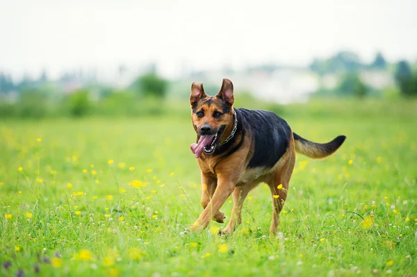 Lustiger Hund — Stockfoto