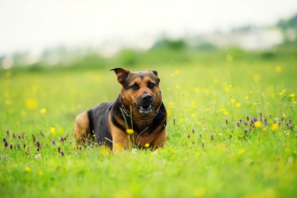 Cane divertente — Foto Stock