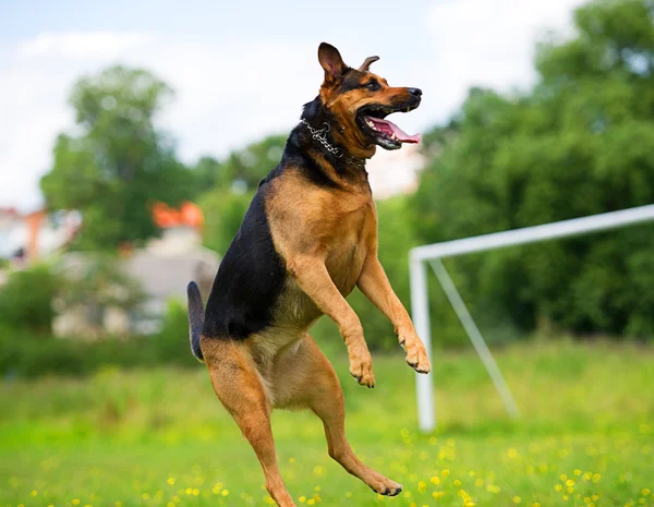 Divertente cane che salta — Foto Stock