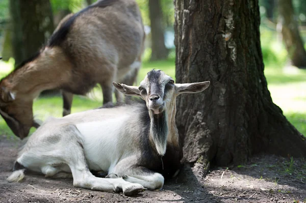 Goat near tree — Stock Photo, Image