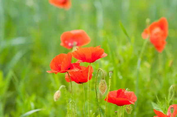 Beautiful bright red poppy flowers — Stock Photo, Image
