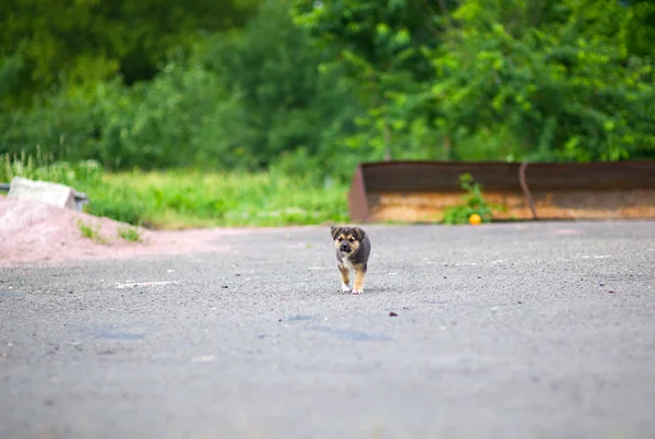 若い幸せな子犬 — ストック写真