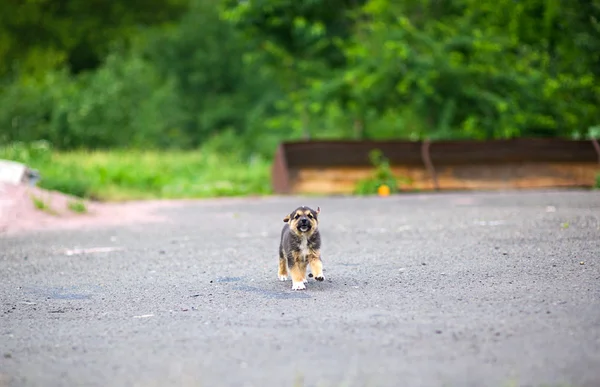 Giovane cucciolo felice — Foto Stock