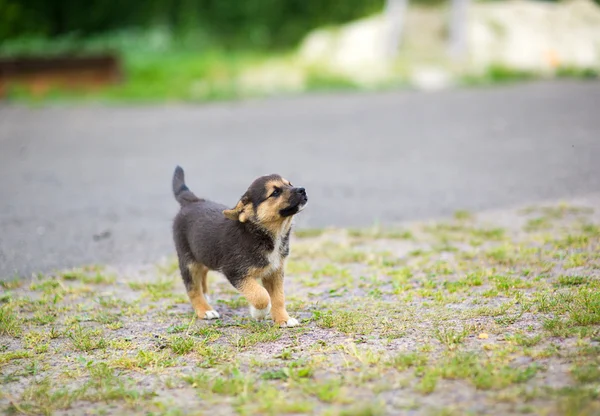 Giovane cucciolo felice — Foto Stock