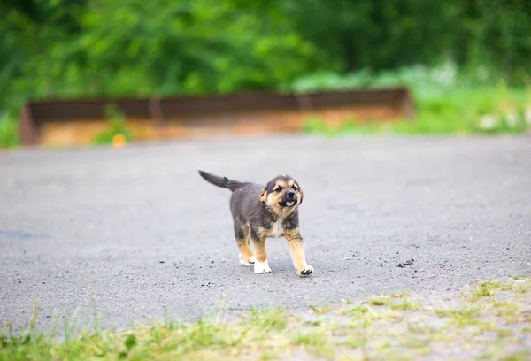 Νέος puppy ευτυχισμένη — Φωτογραφία Αρχείου