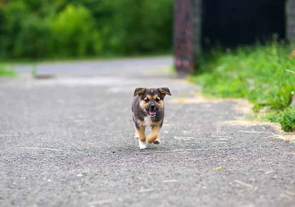 Jonge gelukkig pup — Stockfoto