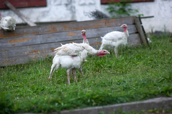 Pavo joven en una granja —  Fotos de Stock