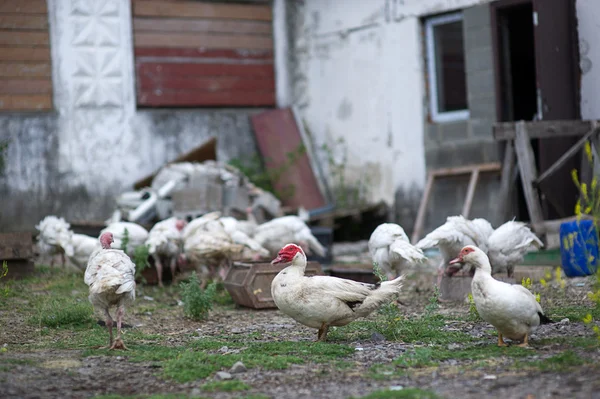 Bir çiftlikte ördek — Stok fotoğraf