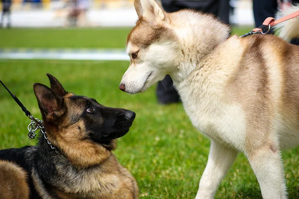 面白い遊び心のある犬 — ストック写真