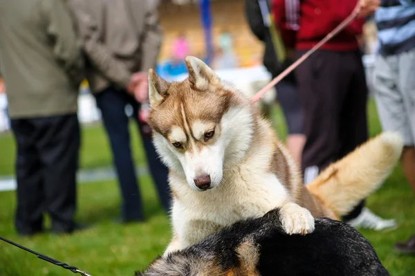 Siberian Husky dog — Stock Photo, Image