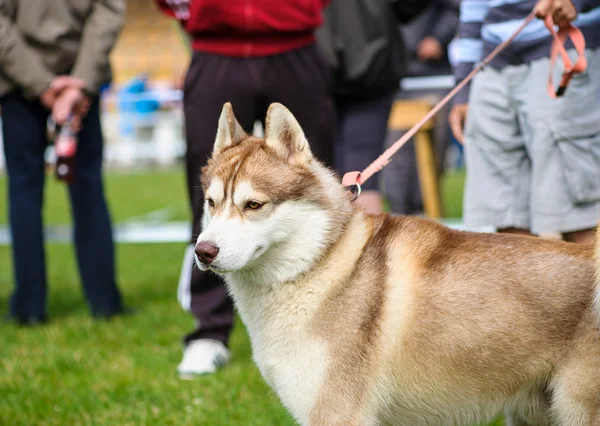 Grappige hond — Stockfoto