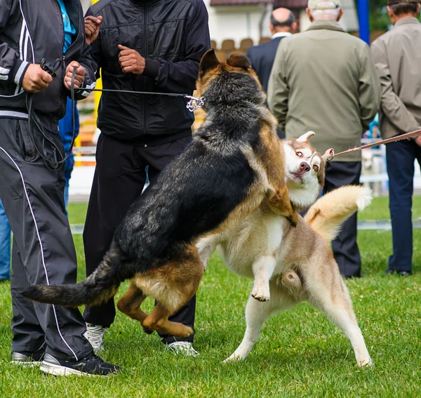 Funny playful dogs — Stock Photo, Image