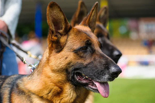 Alman çoban köpeği. — Stok fotoğraf