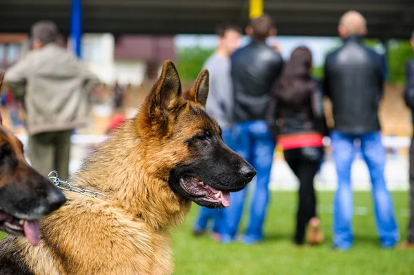 Duitse herdershond — Stockfoto