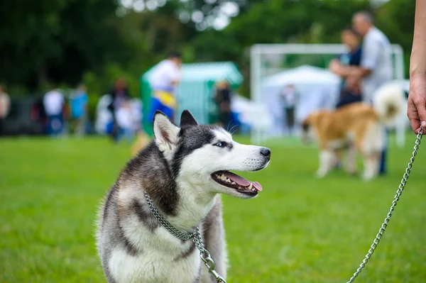 Sibiřský husky pes — Stock fotografie