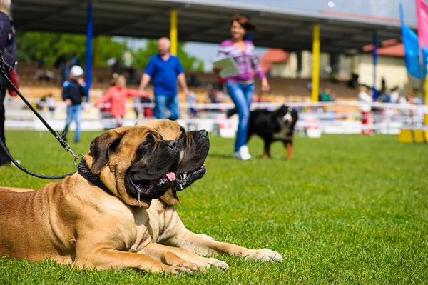 Grappige hond — Stockfoto