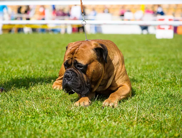 Cane divertente — Foto Stock