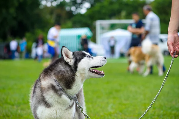 Sibirien Husky hund — Stockfoto