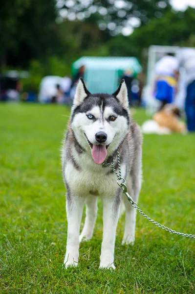 Siberiano Husky cão — Fotografia de Stock