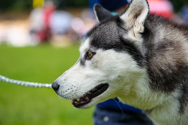 Siberische Husky hond — Stockfoto