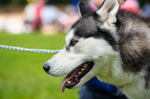 Perro Husky siberiano — Foto de Stock