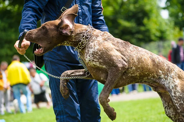 Grappige hond — Stockfoto