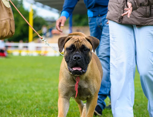 Cane divertente — Foto Stock