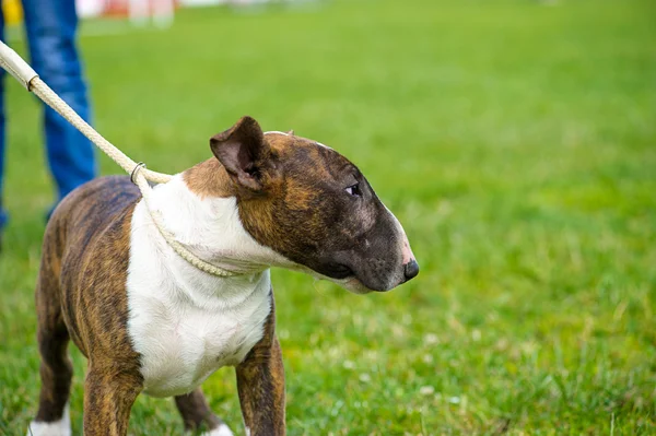 Bullterrier-Hund — Stockfoto