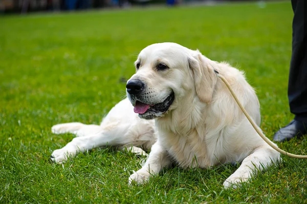 Komik köpek. — Stok fotoğraf