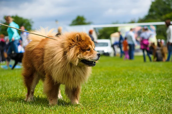 초원에 웃 긴 강아지 — 스톡 사진