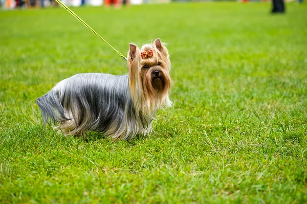 Adulto perro divertido — Foto de Stock