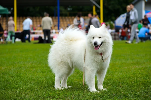 草原に面白い犬 — ストック写真