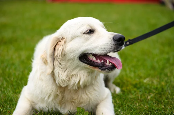 Çayır üzerinde komik köpek — Stok fotoğraf