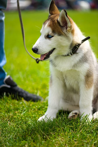 Roztomilý puppy siberian husky — Stock fotografie