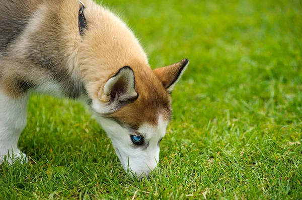 Draguta catelus Siberian husky — Fotografie, imagine de stoc