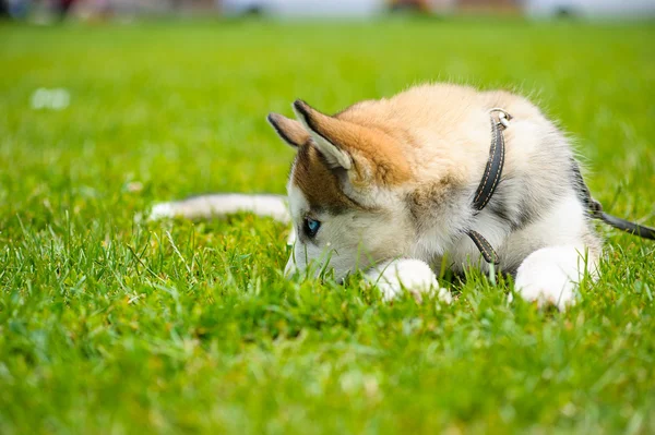 Niedlicher Welpe sibirischer Husky — Stockfoto