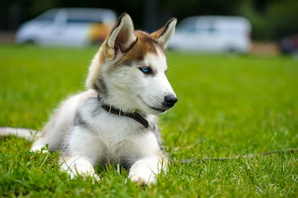 Słodkie szczeniak syberyjski husky — Zdjęcie stockowe