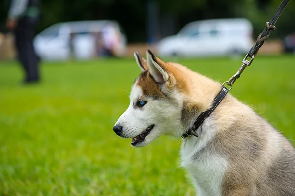 Lindo cachorro siberiano husky —  Fotos de Stock