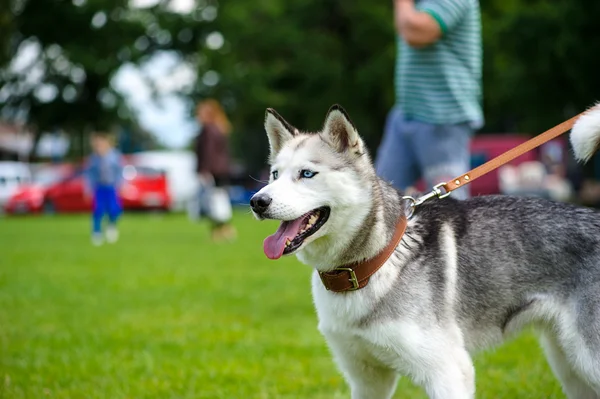 Siberische Husky hond — Stockfoto