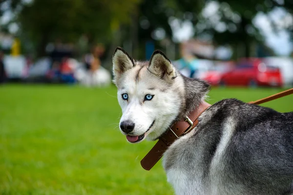 Sibirien Husky hund — Stockfoto