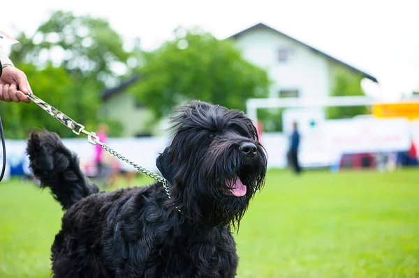 Divertido perro en el prado — Foto de Stock