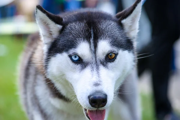 シベリアハスキー犬 — ストック写真