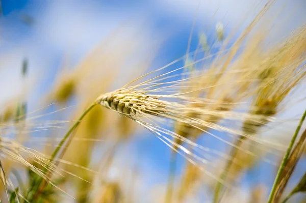 Goldenes Weizenfeld — Stockfoto