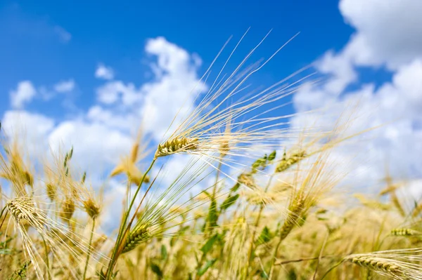 Campo de trigo dorado —  Fotos de Stock