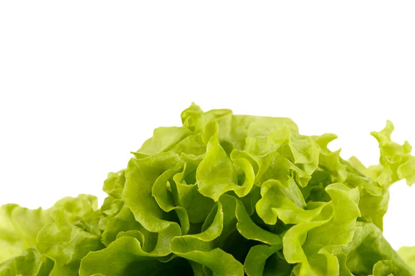 Insalata fresca verde — Foto Stock