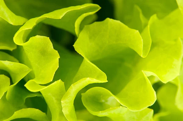 Sfondo di insalata verde — Foto Stock