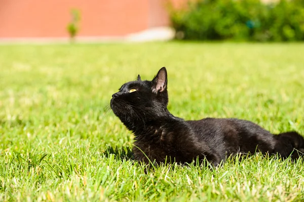 Zwarte kat op groen gras — Stockfoto